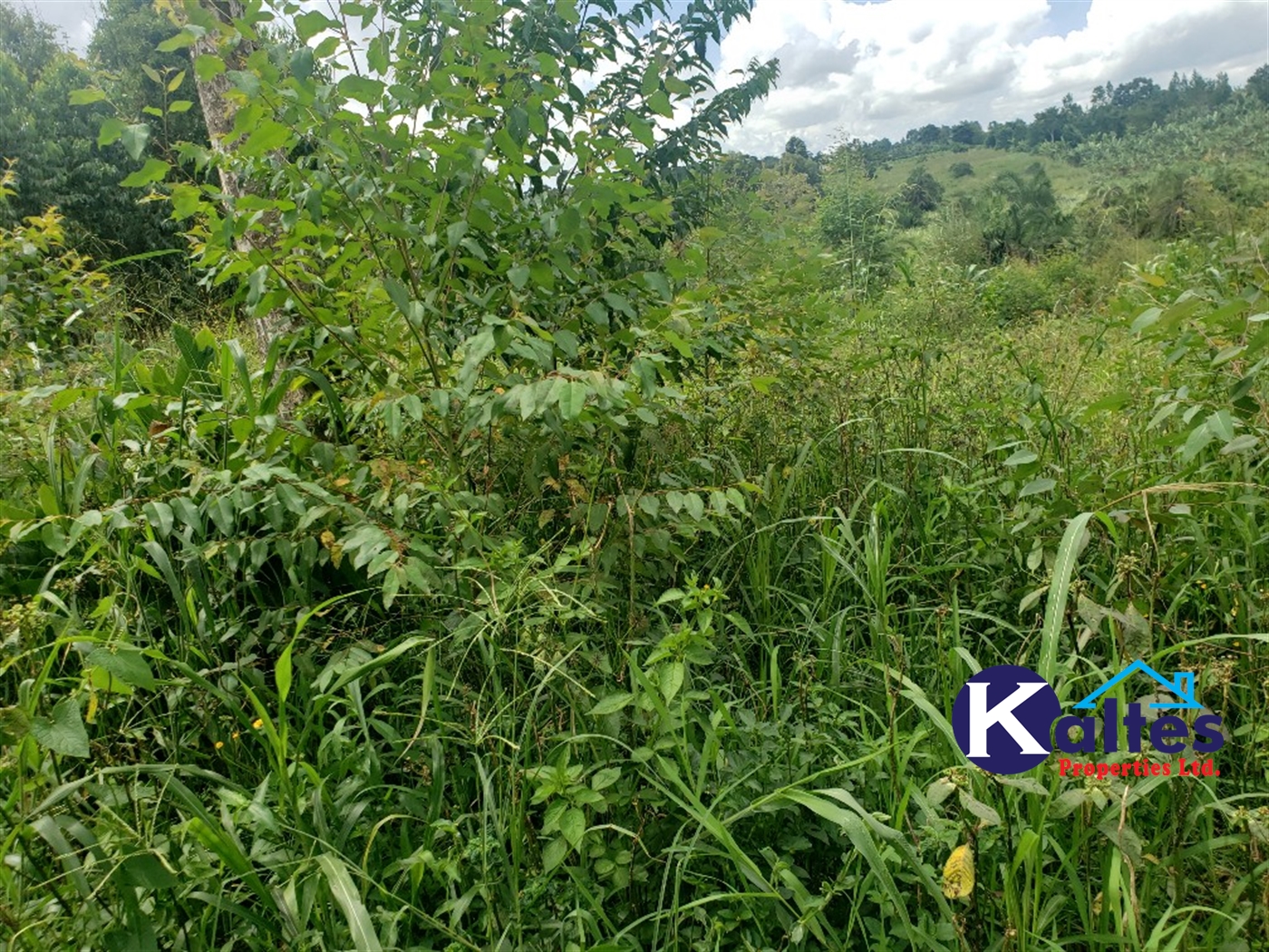 Agricultural Land for sale in Kasokoso Buyikwe