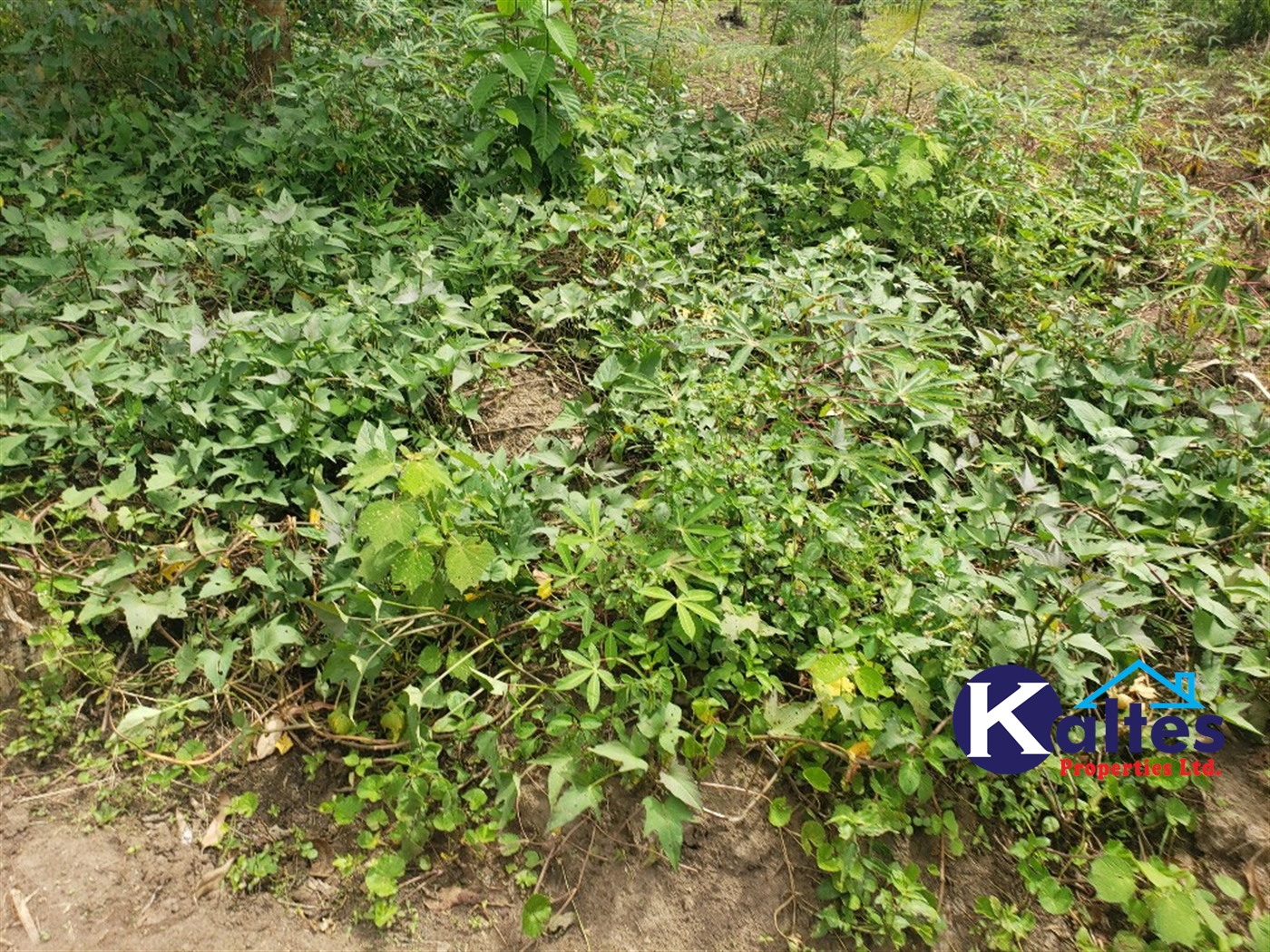 Agricultural Land for sale in Kasokoso Buyikwe