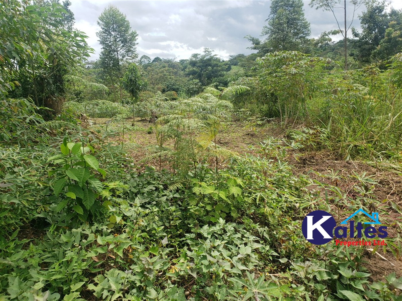 Agricultural Land for sale in Kasokoso Buyikwe