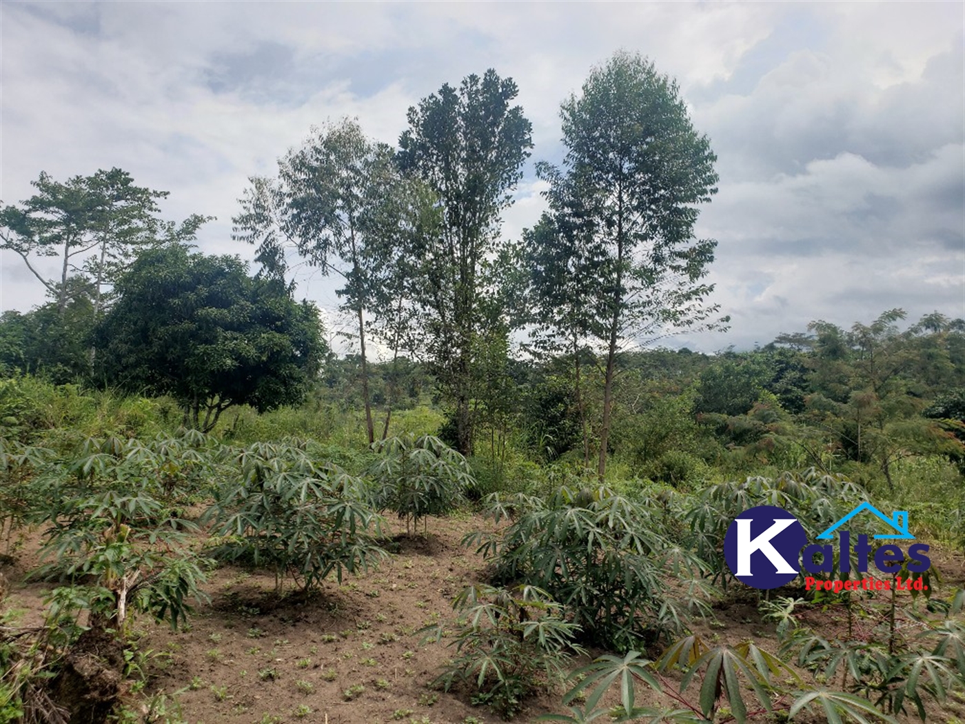 Agricultural Land for sale in Kasokoso Buyikwe