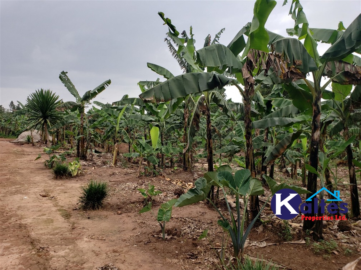 Residential Land for sale in Kikandwa Mukono