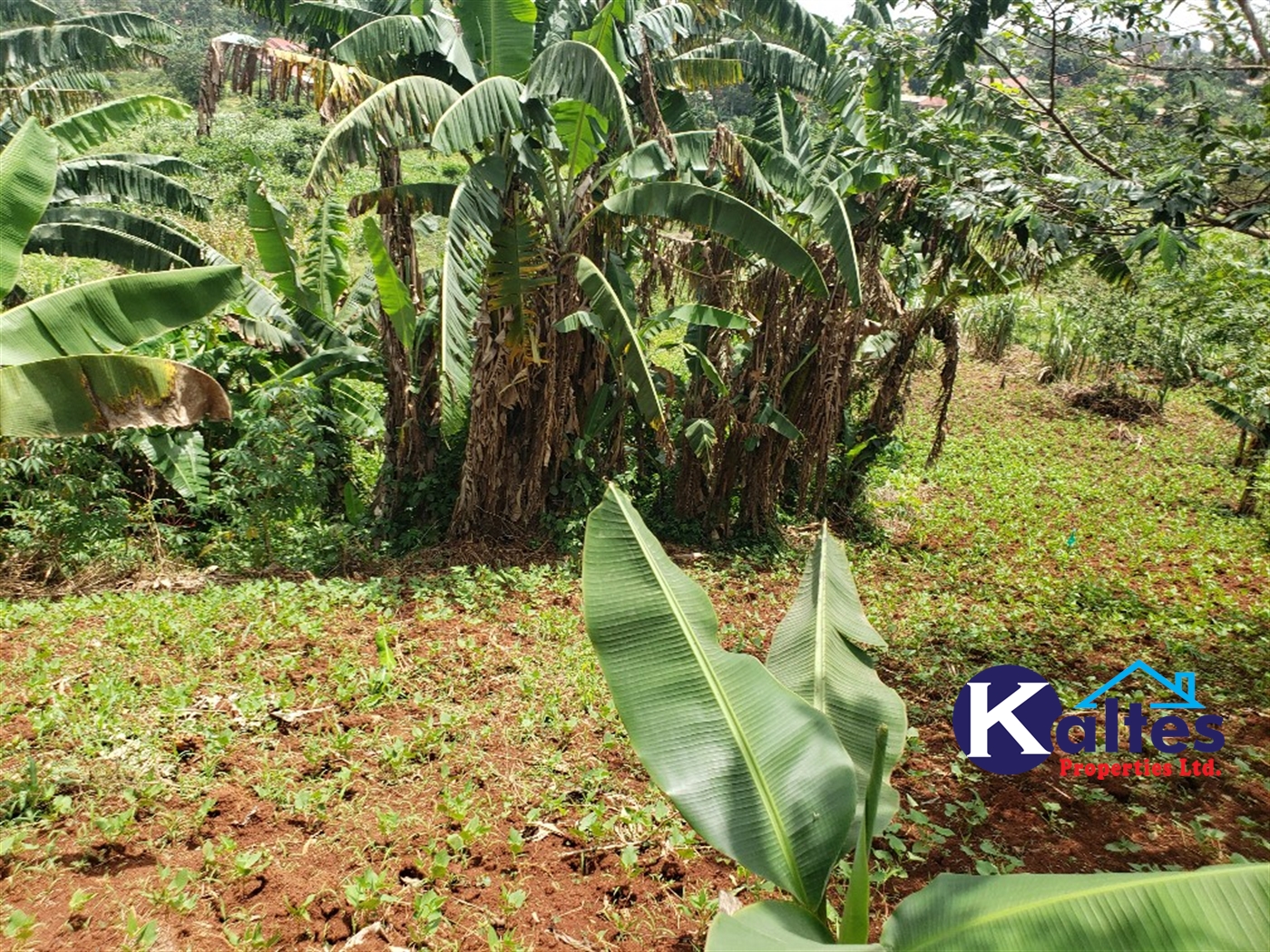 Residential Land for sale in Mbaliga Mukono