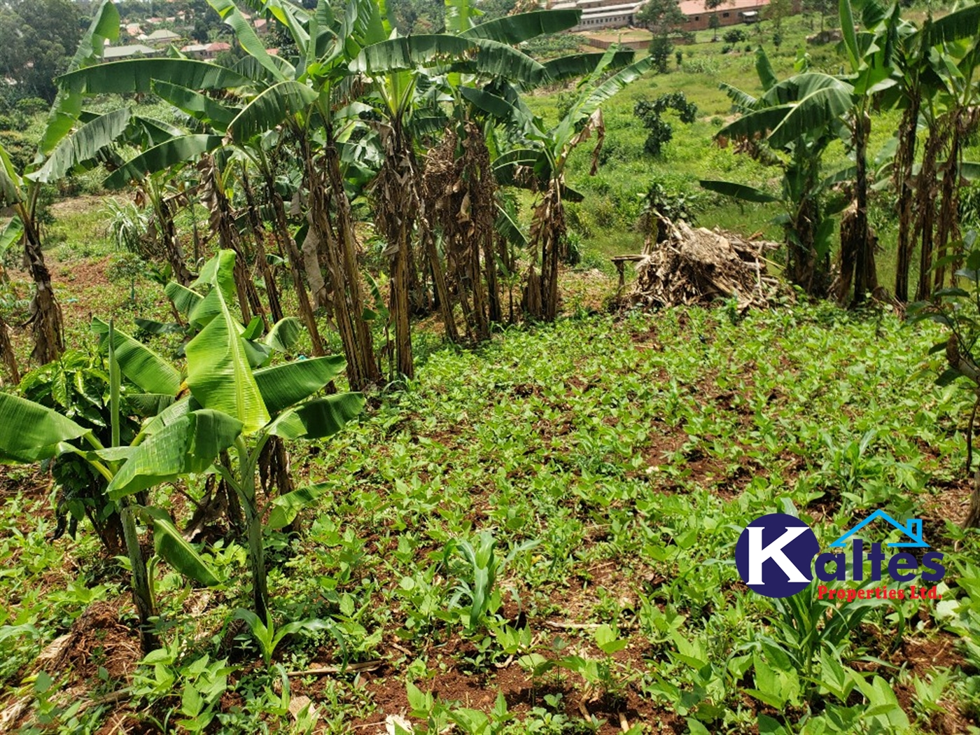 Residential Land for sale in Mbaliga Mukono