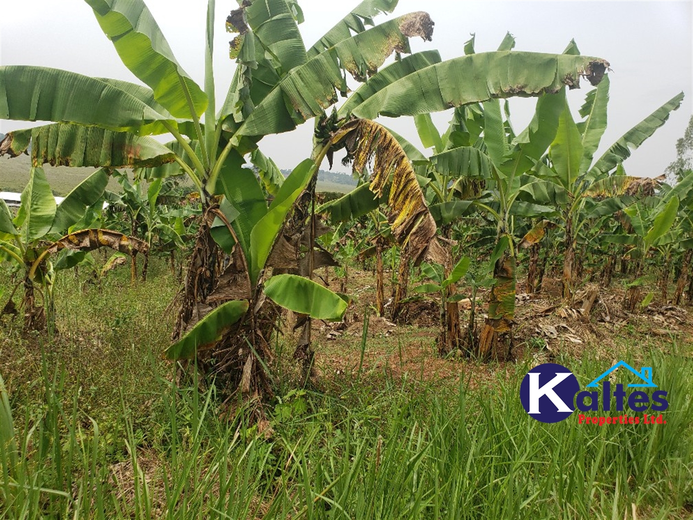 Residential Land for sale in Kateete Mukono