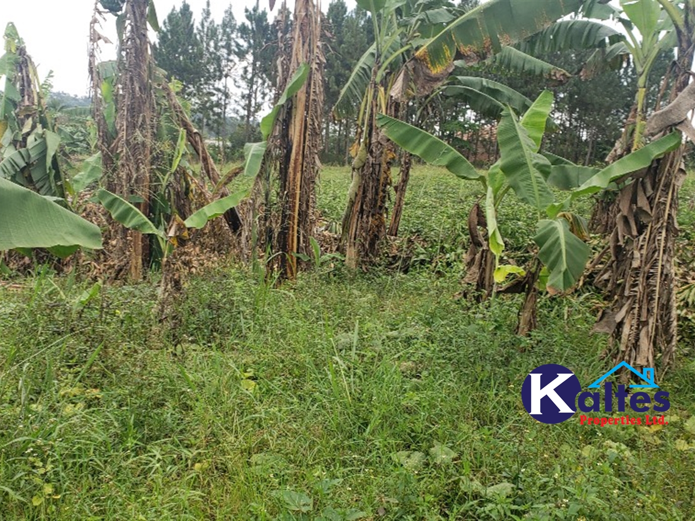 Agricultural Land for sale in Kikandwa Mukono