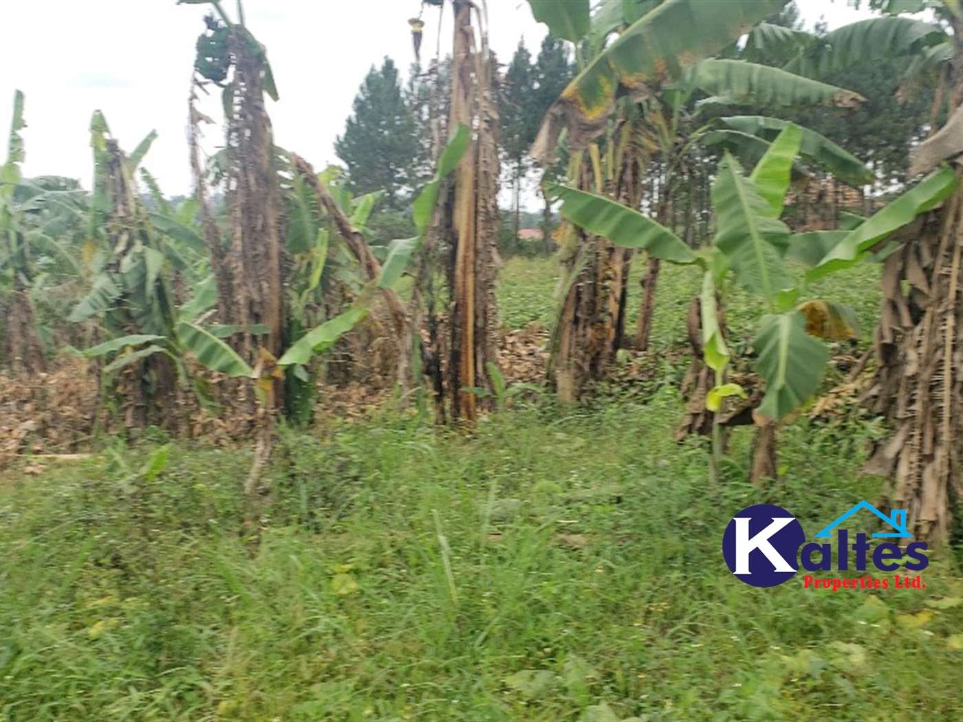 Agricultural Land for sale in Kikandwa Mukono