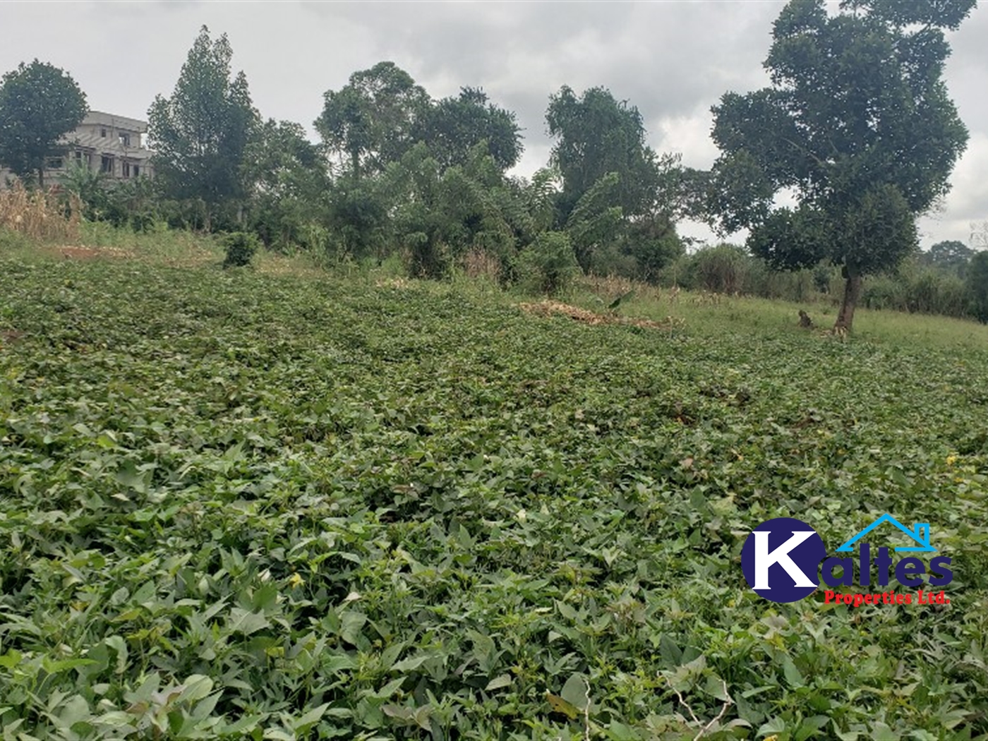 Residential Land for sale in Kikandwa Mukono