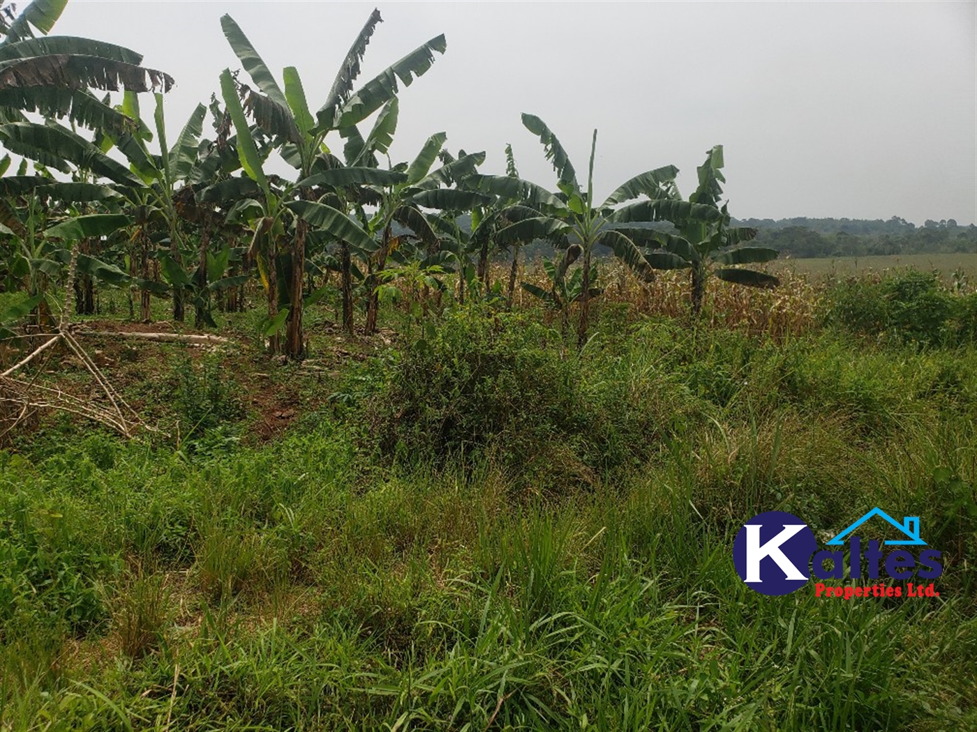 Agricultural Land for sale in Kizigo Buyikwe