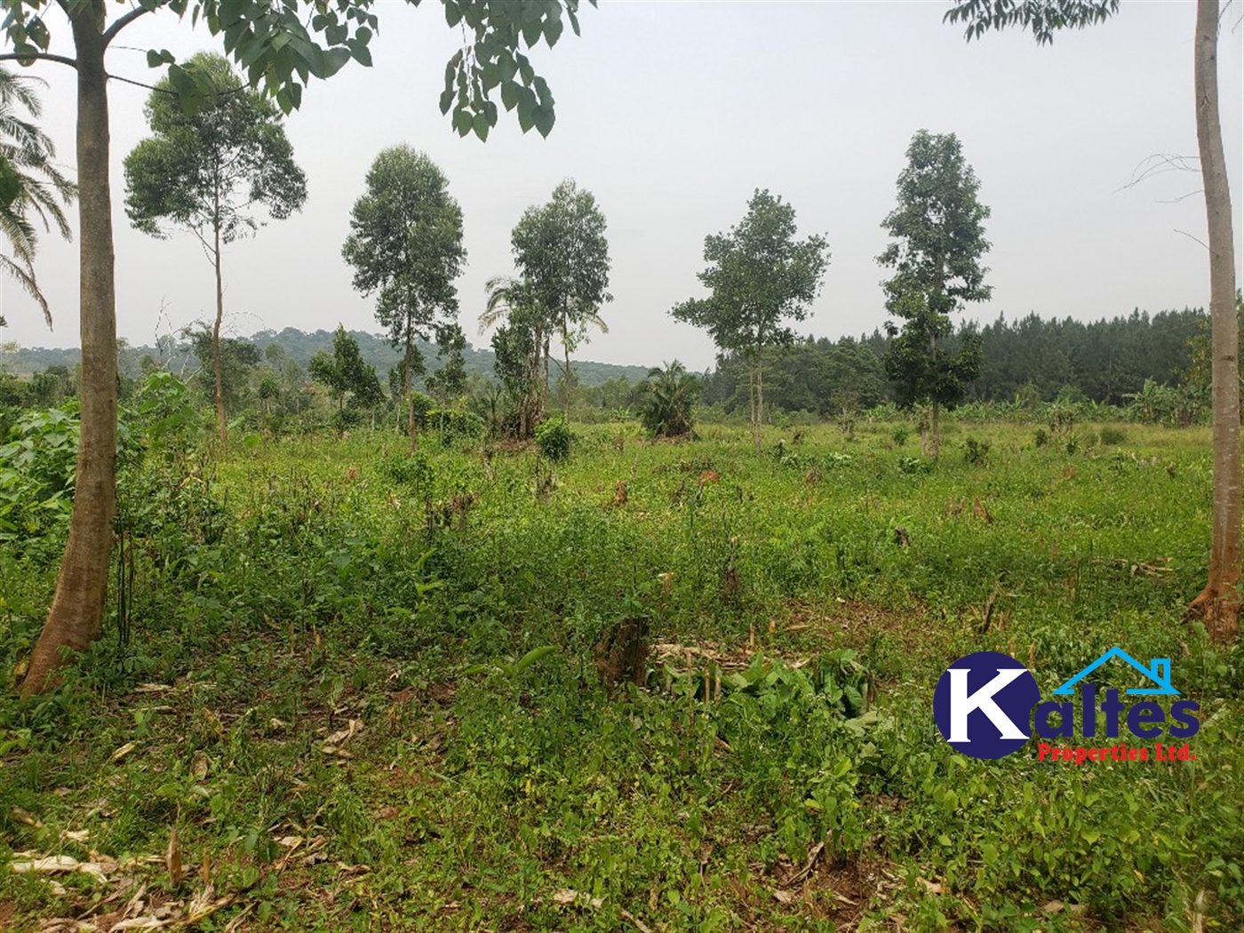 Agricultural Land for sale in Koba Buyikwe