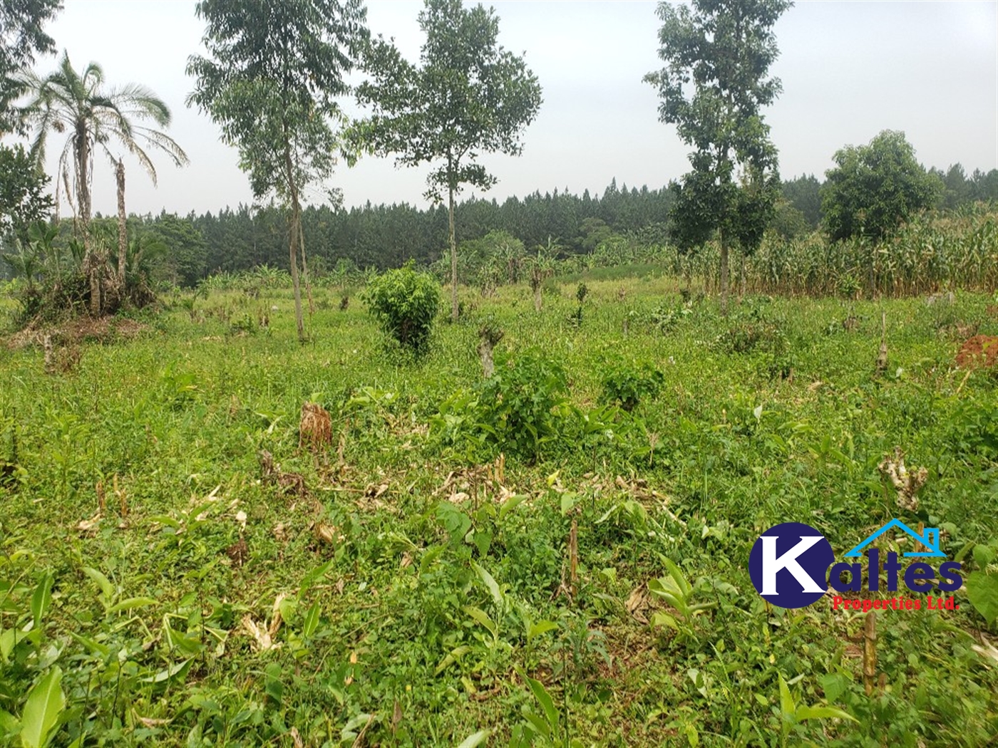 Agricultural Land for sale in Koba Buyikwe