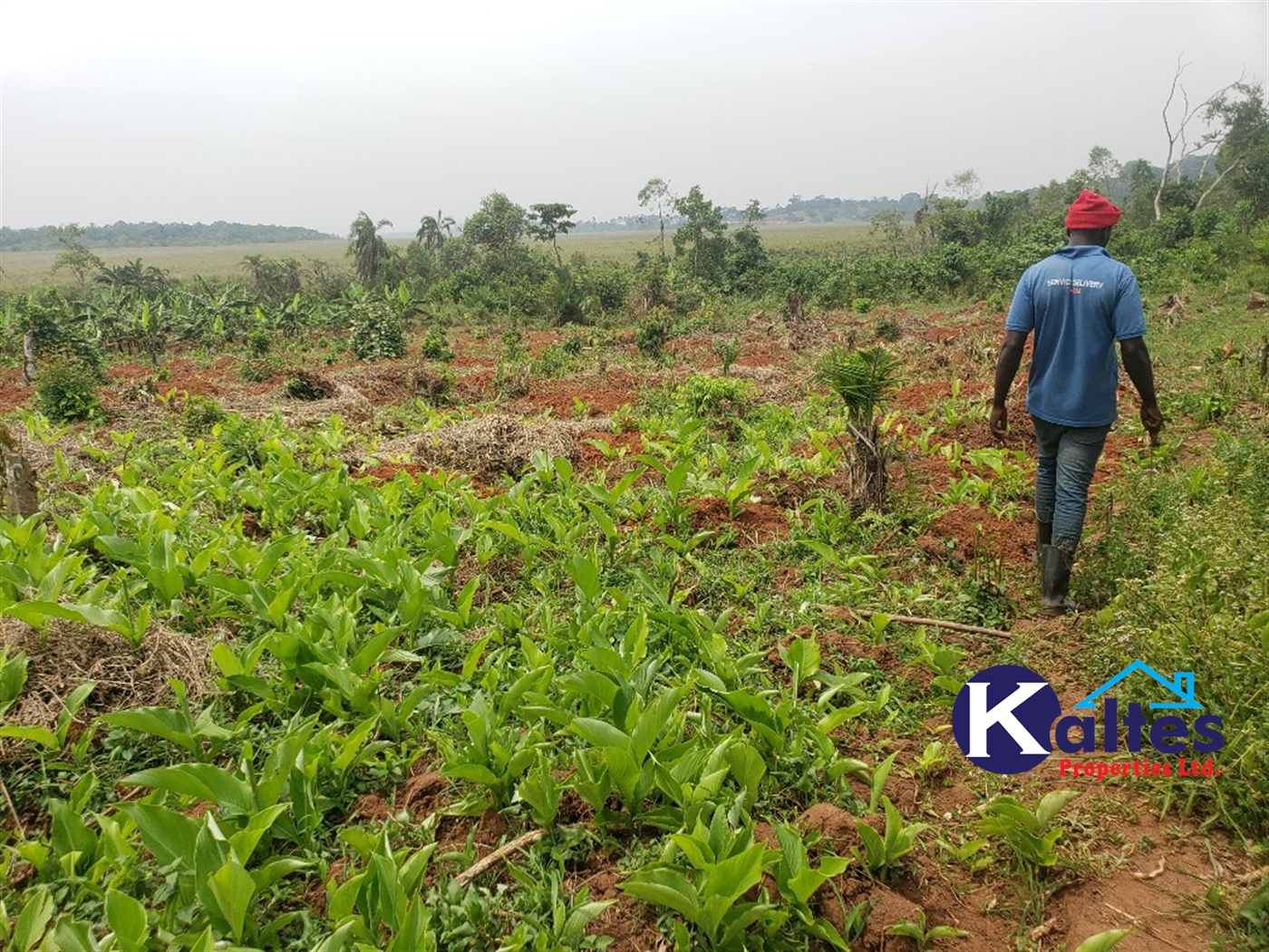 Agricultural Land for sale in Koba Buyikwe