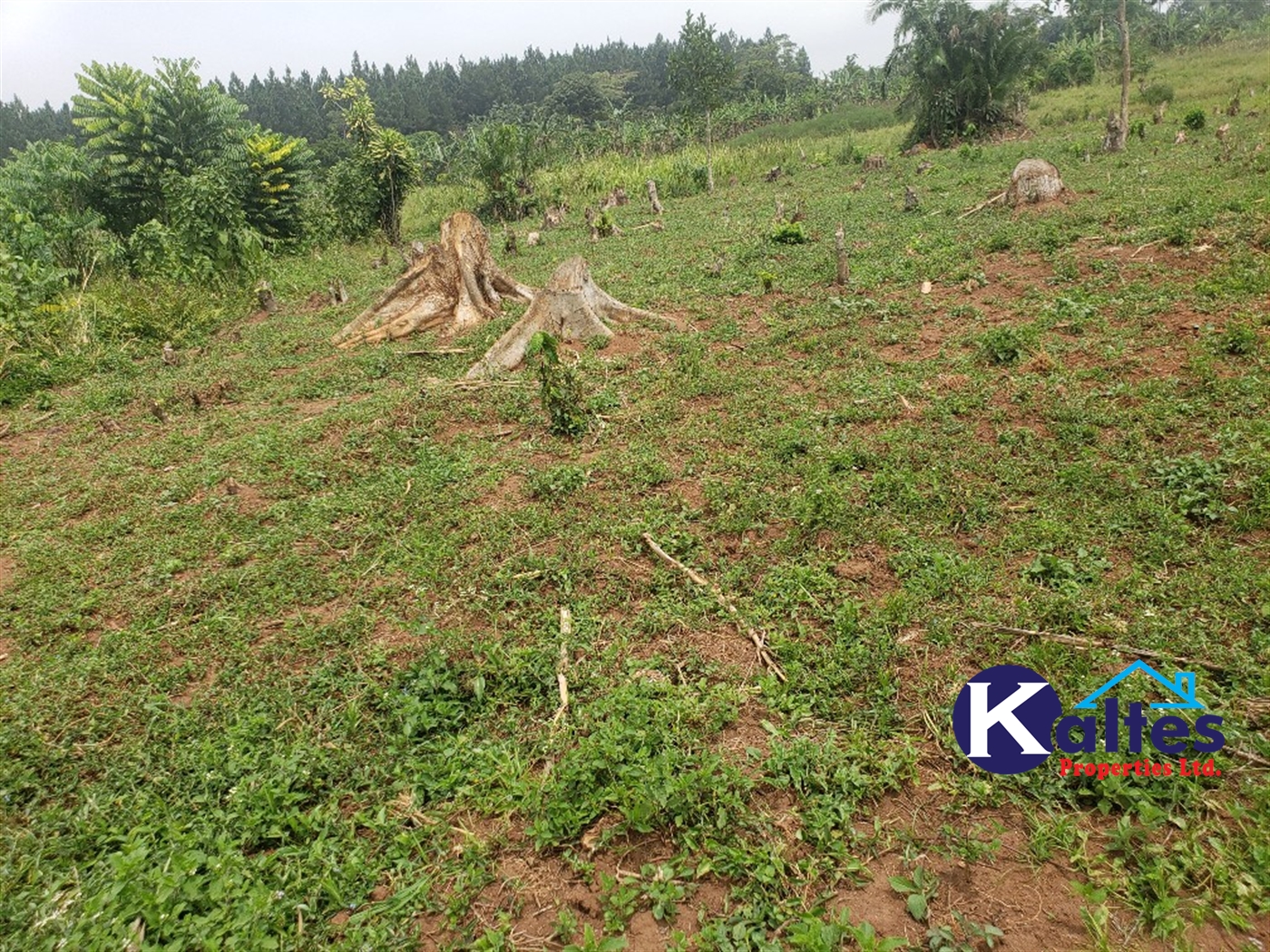 Agricultural Land for sale in Koba Buyikwe
