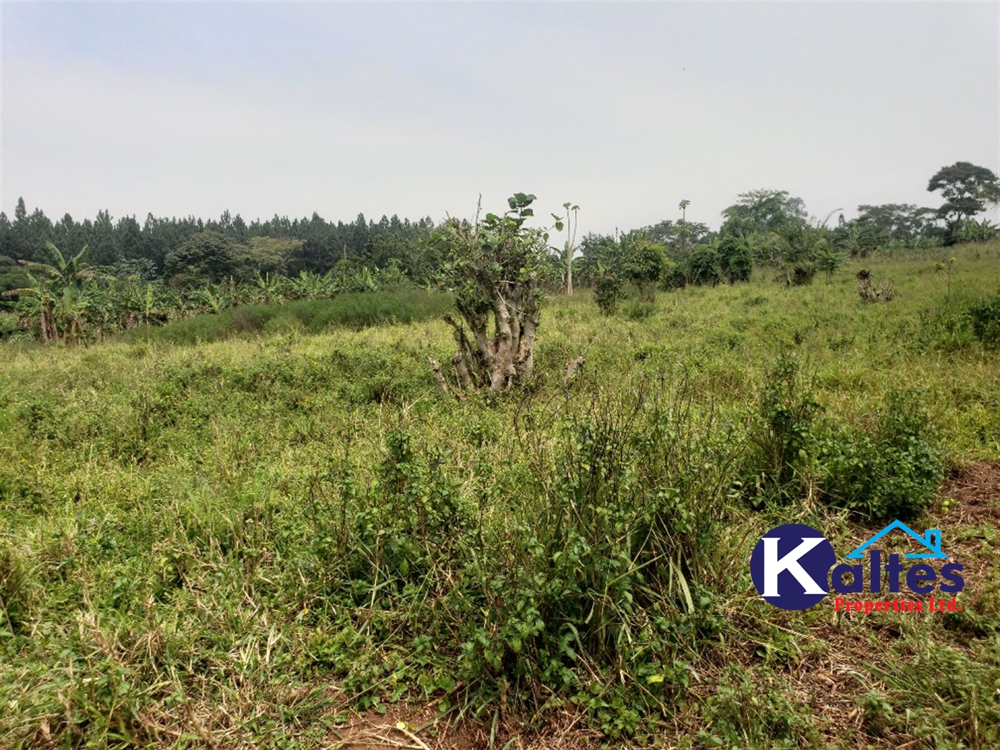 Agricultural Land for sale in Nsenya Buyikwe