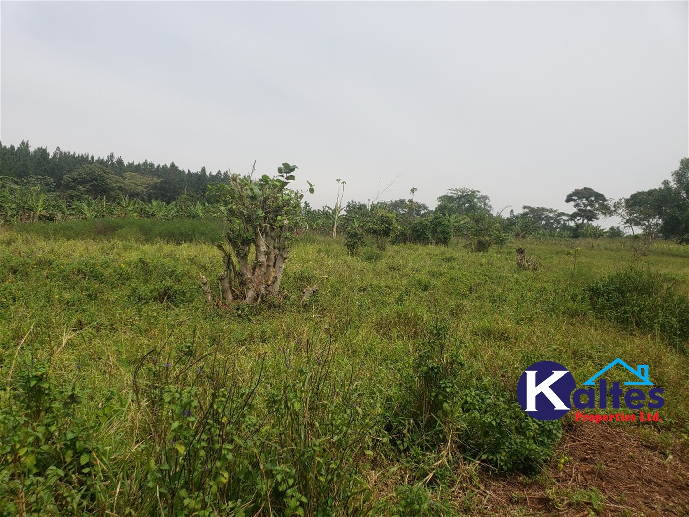 Agricultural Land for sale in Nsenya Buyikwe