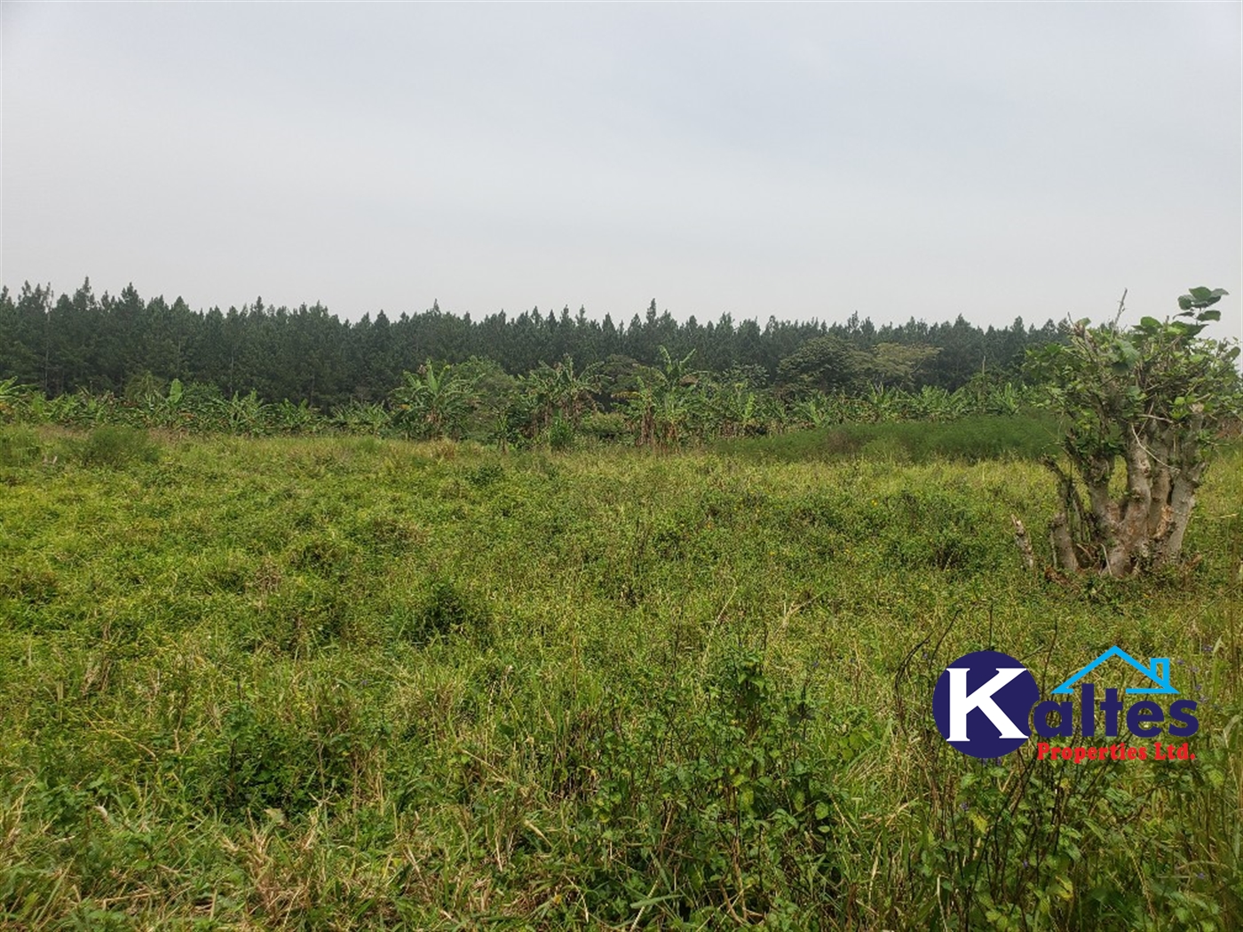 Agricultural Land for sale in Nsenya Buyikwe