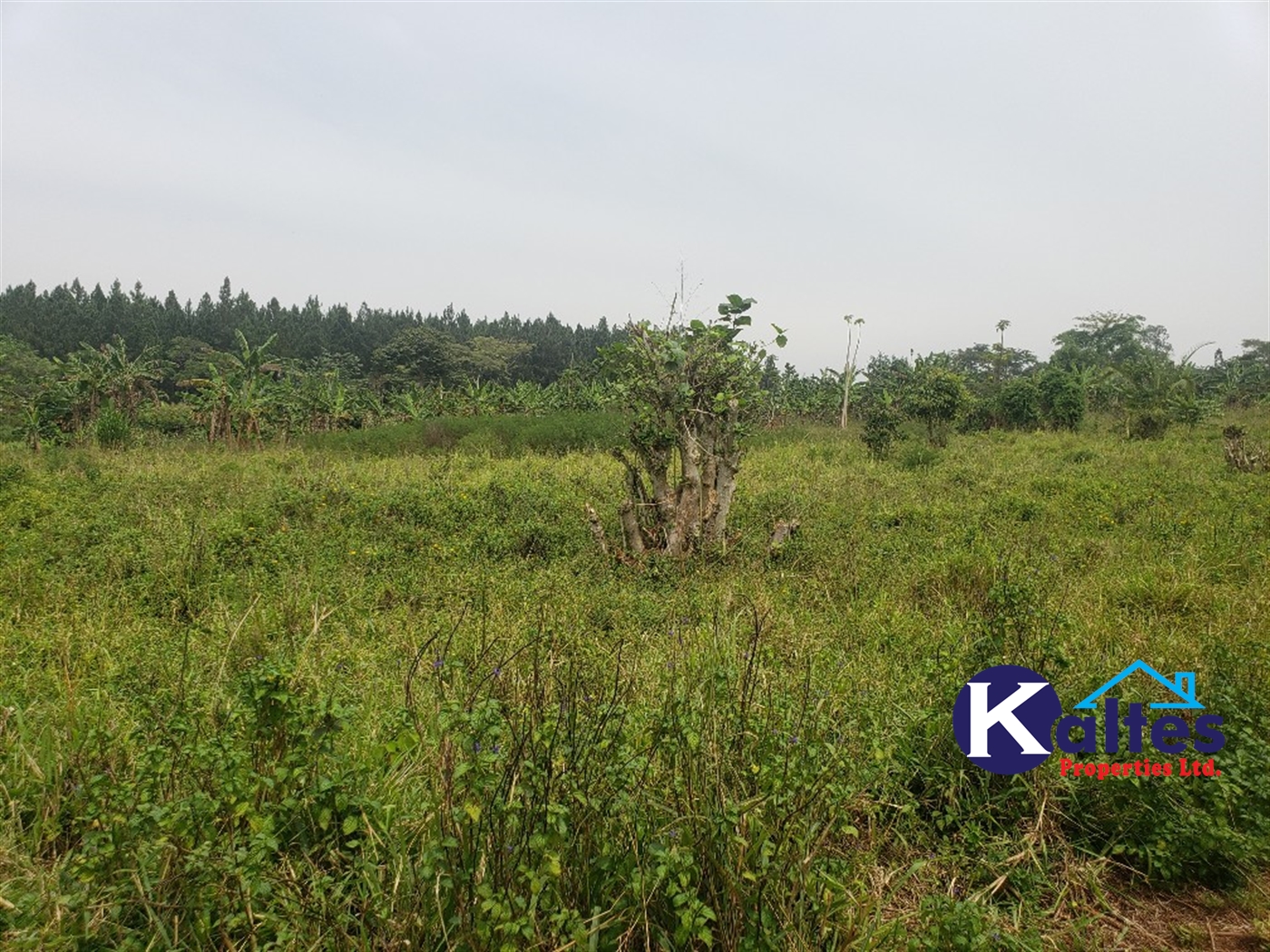 Agricultural Land for sale in Nsenya Buyikwe