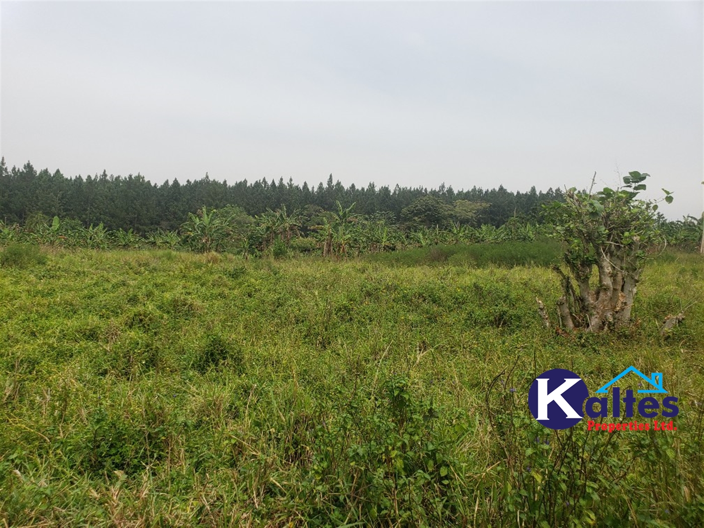 Agricultural Land for sale in Nsenya Buyikwe