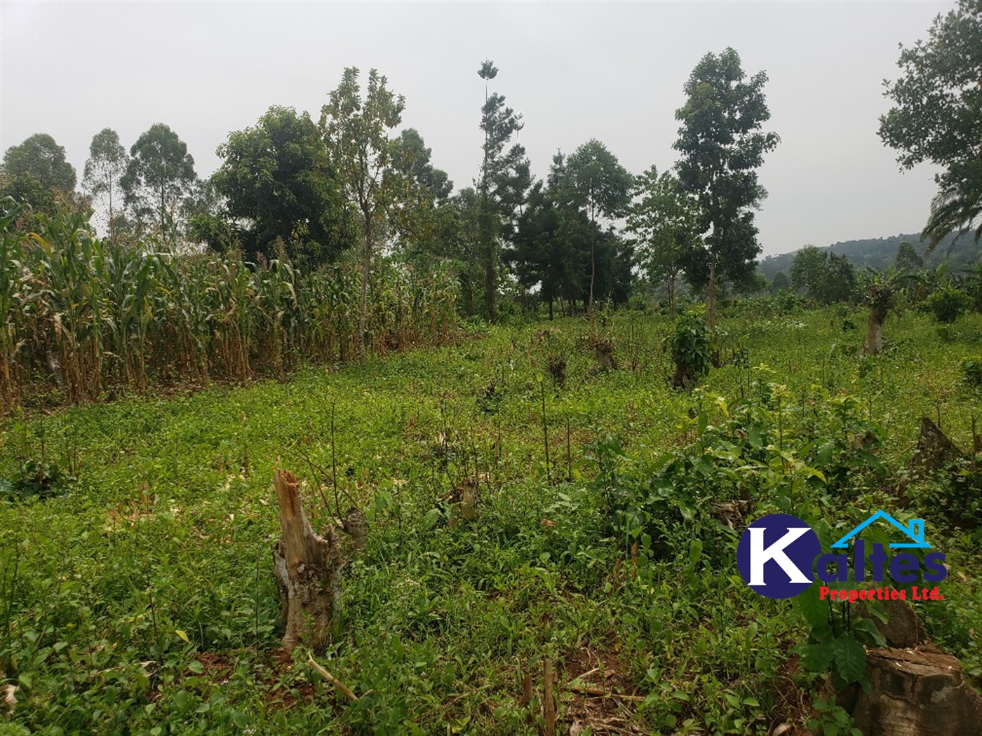 Agricultural Land for sale in Nsenya Buyikwe