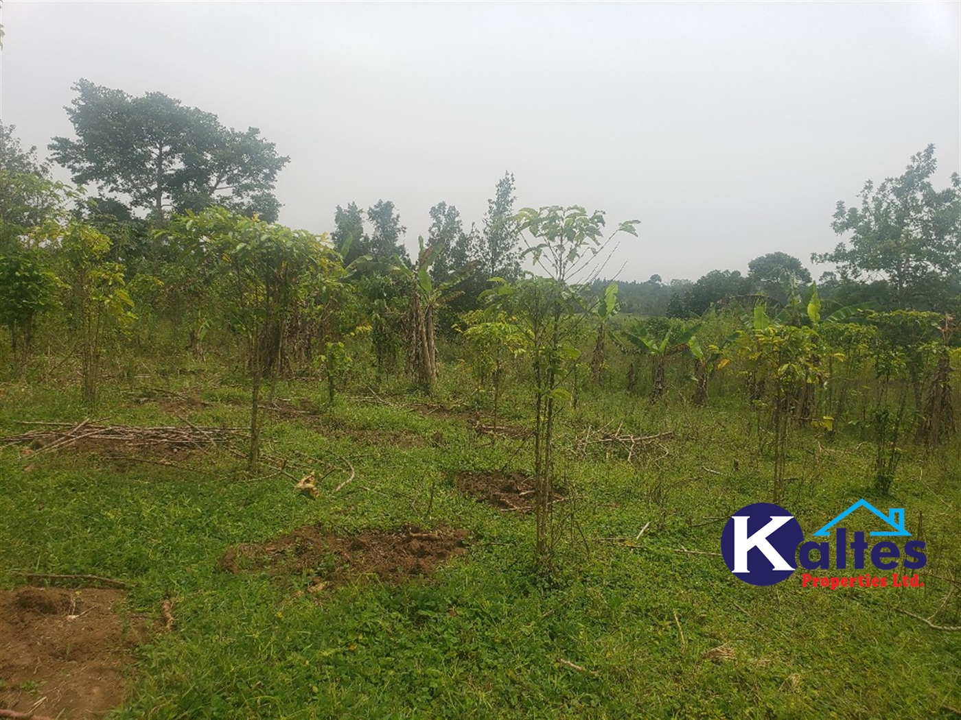 Agricultural Land for sale in Nsonga Buyikwe