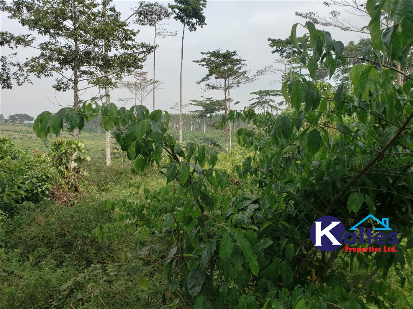 Agricultural Land for sale in Namusa Buyikwe