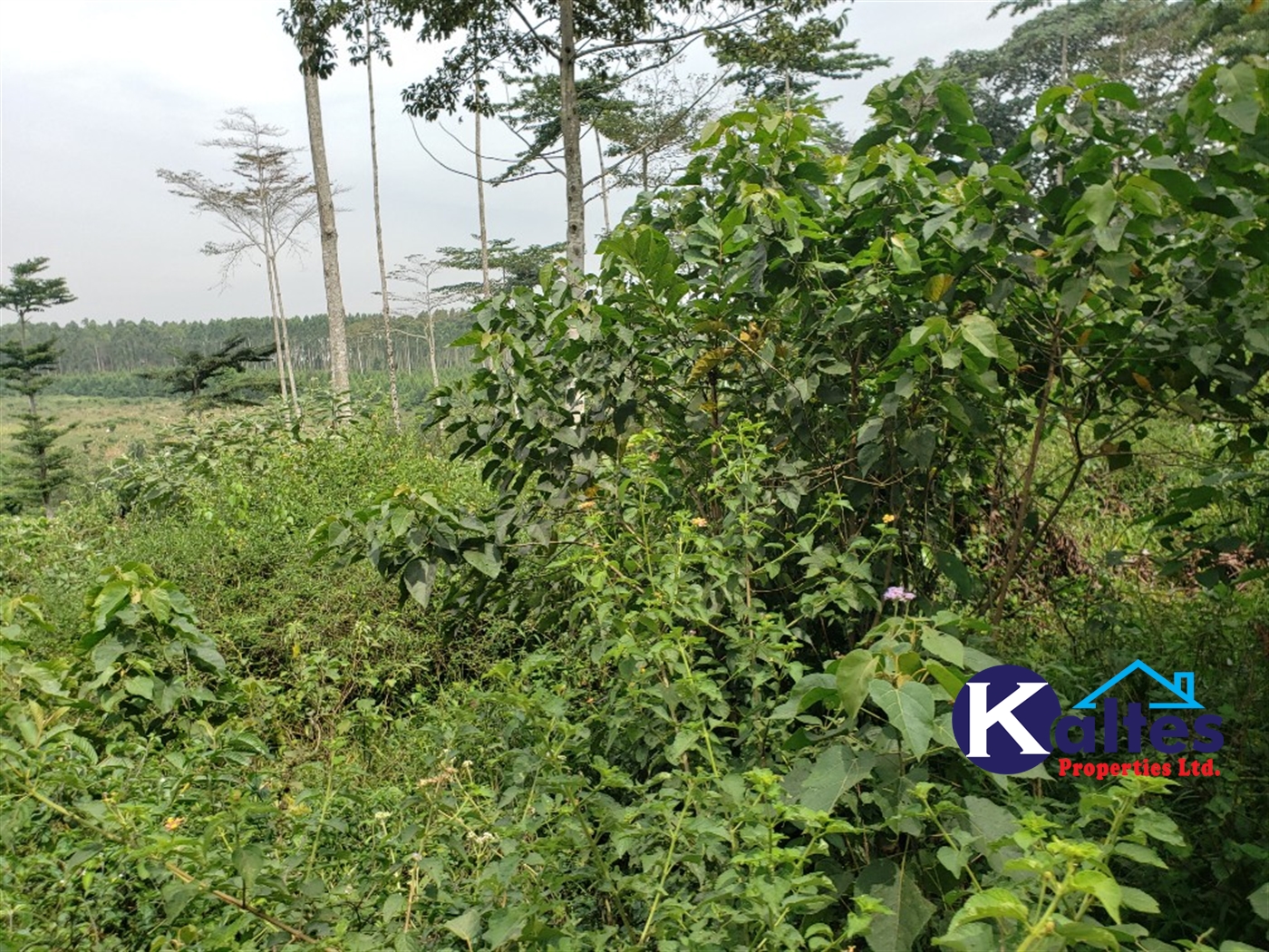 Agricultural Land for sale in Namusa Buyikwe