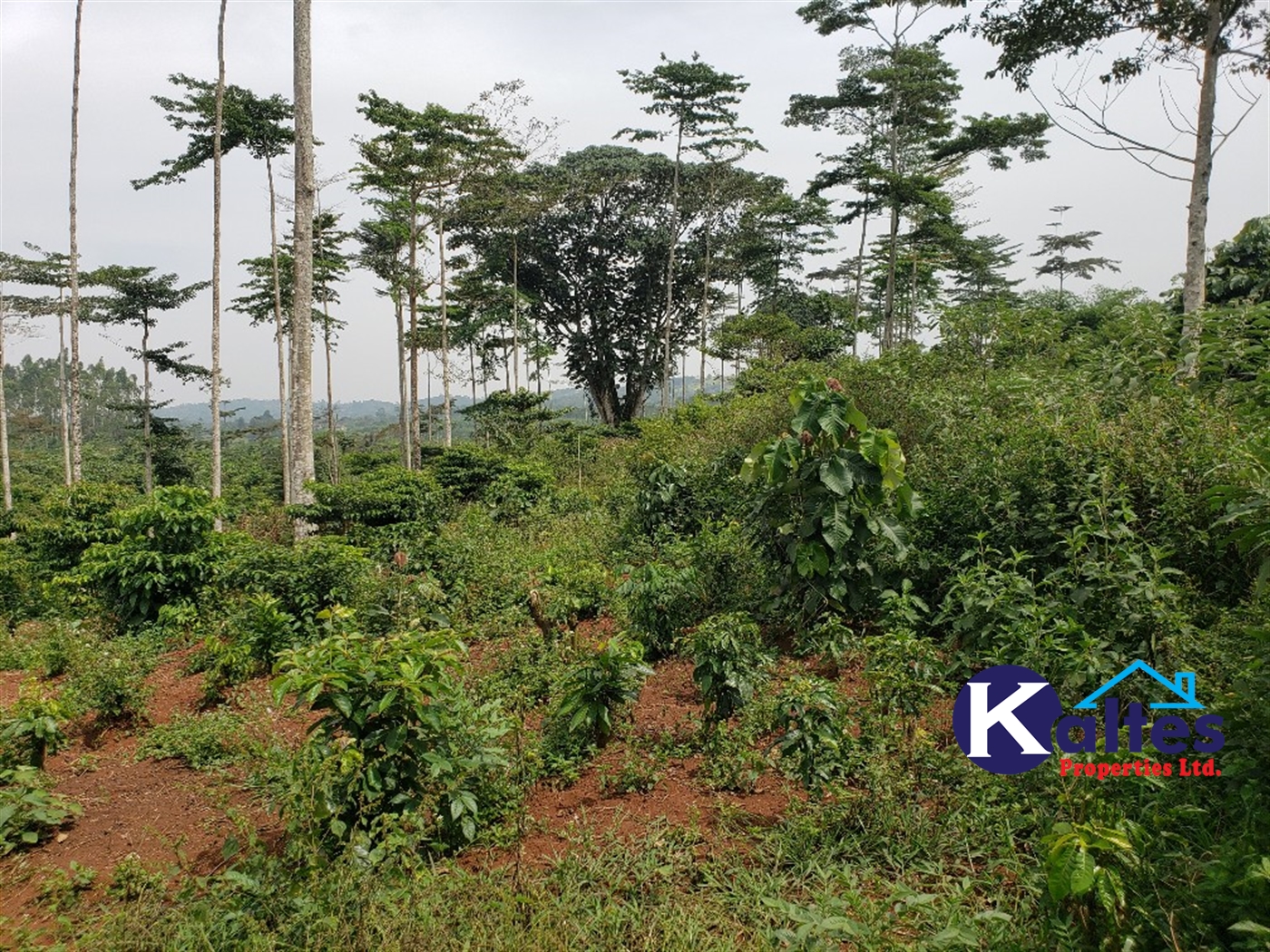 Agricultural Land for sale in Namusa Buyikwe