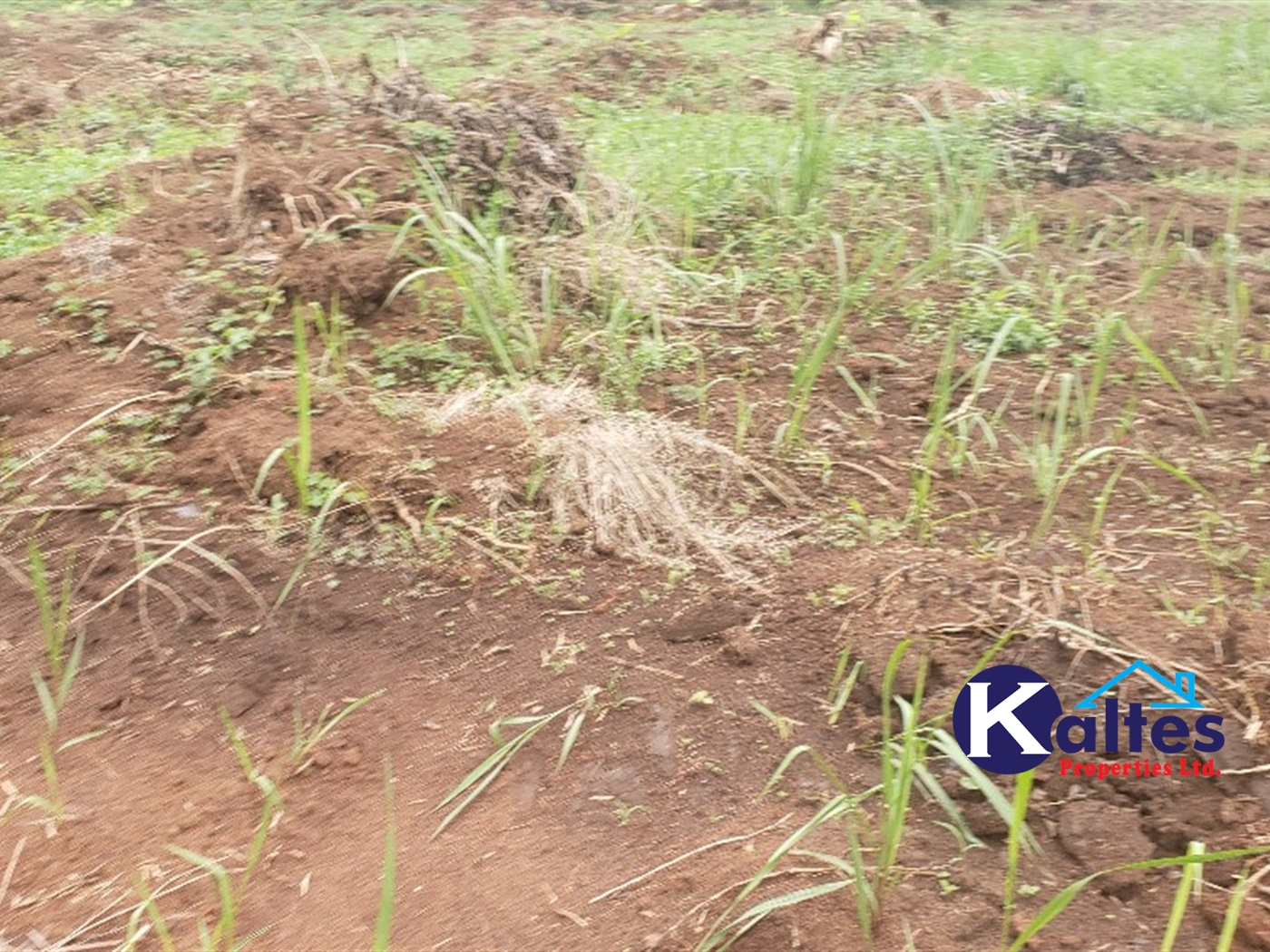 Agricultural Land for sale in Namusa Buyikwe