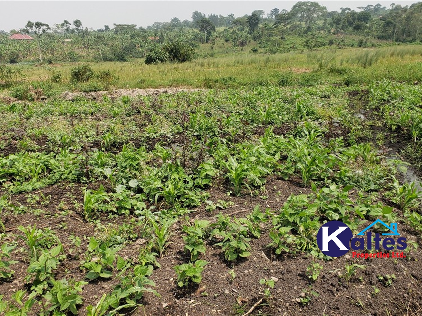 Agricultural Land for sale in Matale Buyikwe