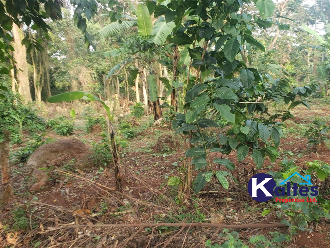 Agricultural Land for sale in Maseke Buyikwe