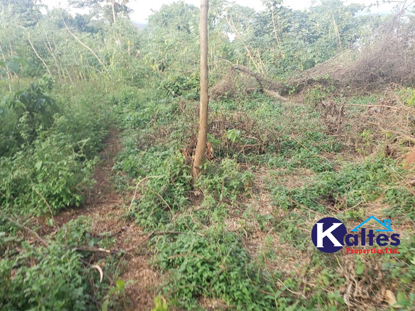 Agricultural Land for sale in Makonge Buyikwe