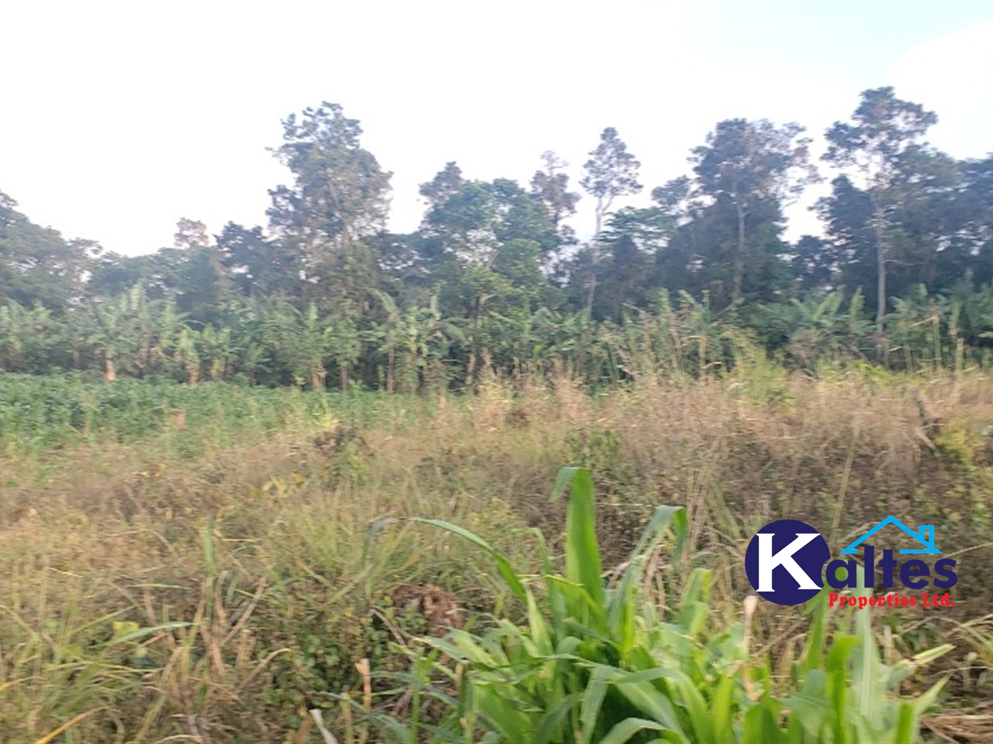 Agricultural Land for sale in Makonge Buyikwe