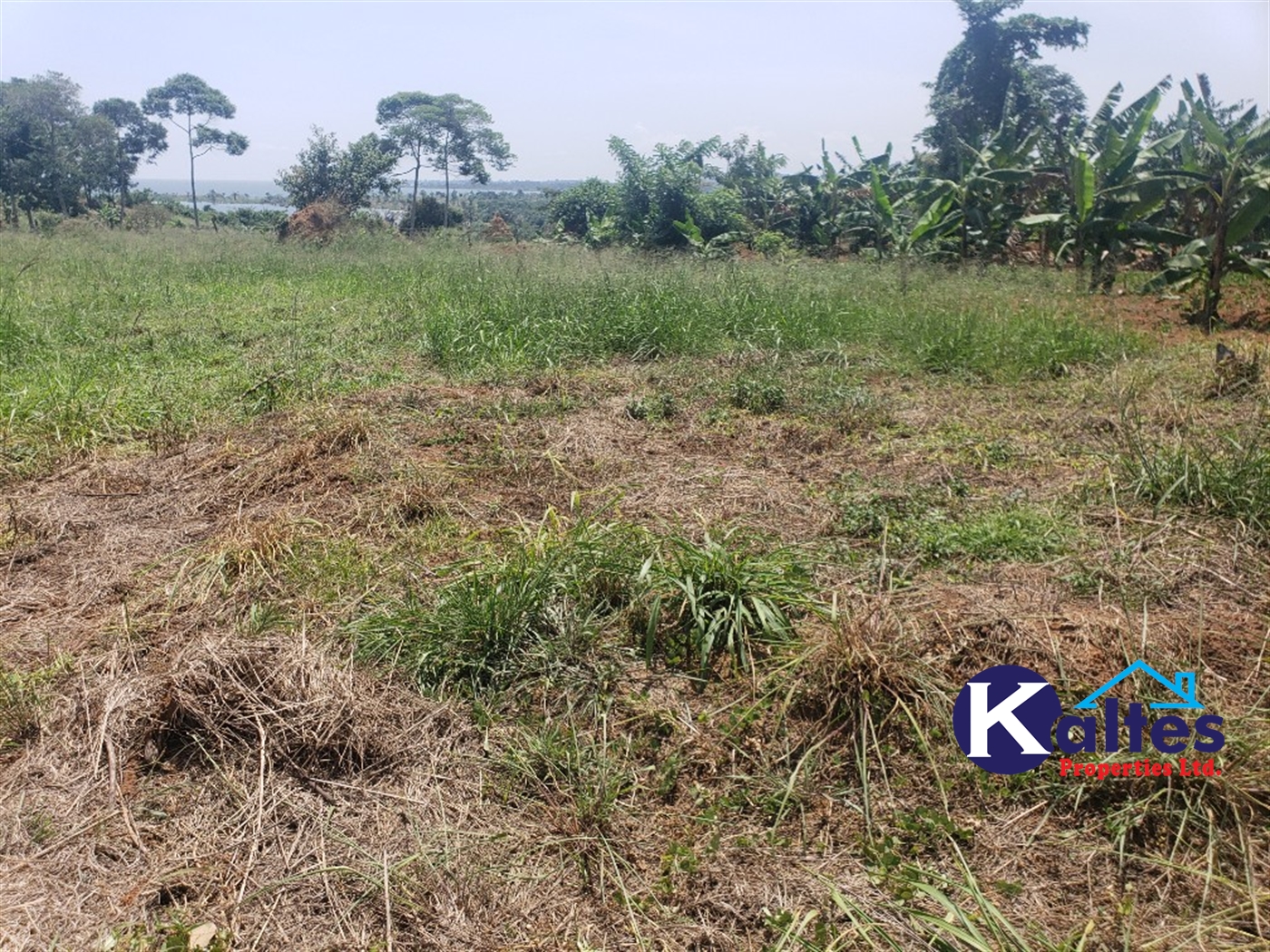 Agricultural Land for sale in Nakatyaba Buyikwe