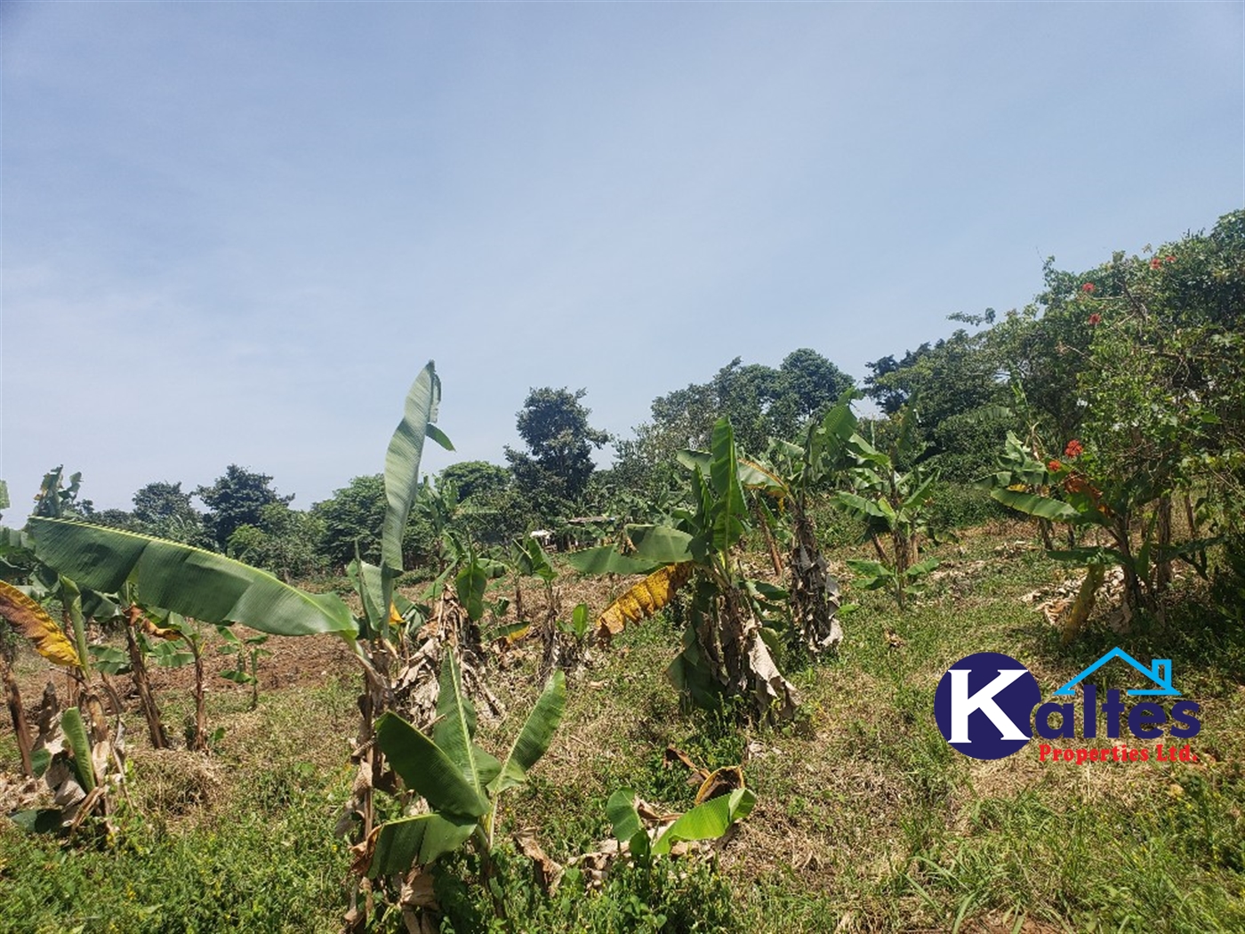 Agricultural Land for sale in Nakatyaba Buyikwe