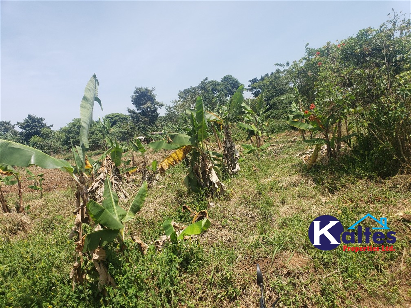 Agricultural Land for sale in Nakatyaba Buyikwe