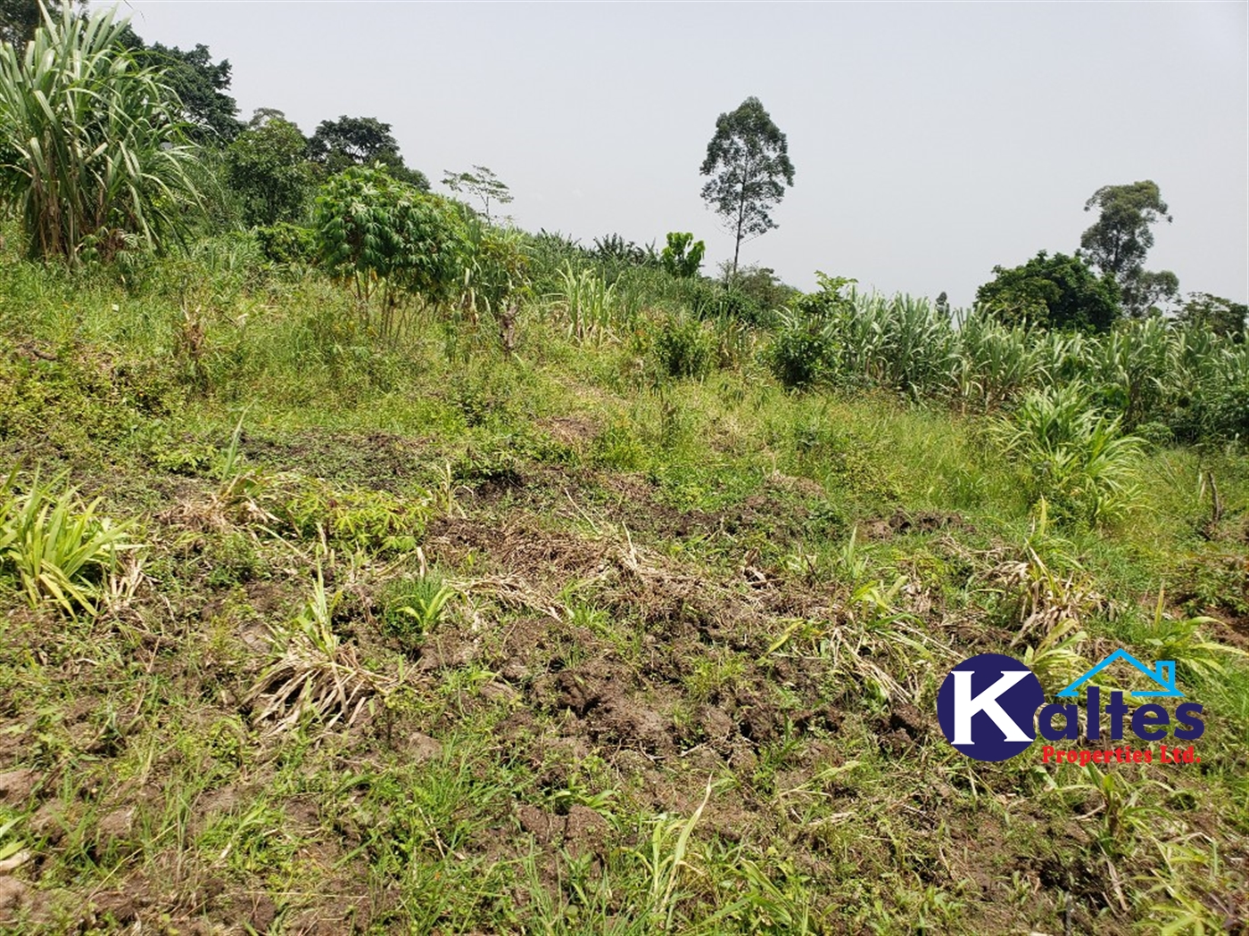 Agricultural Land for sale in Mpogo Buyikwe