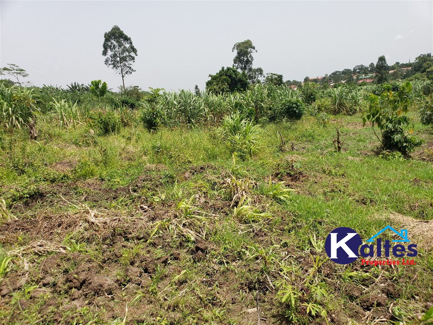 Agricultural Land for sale in Mpogo Buyikwe