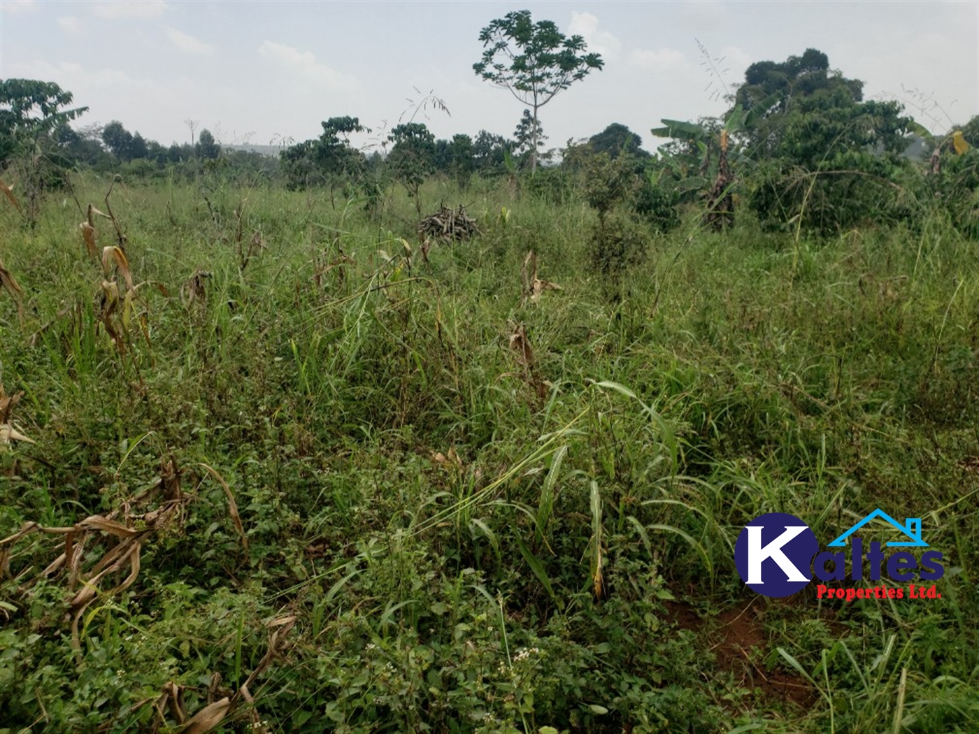 Agricultural Land for sale in Mpogo Buyikwe