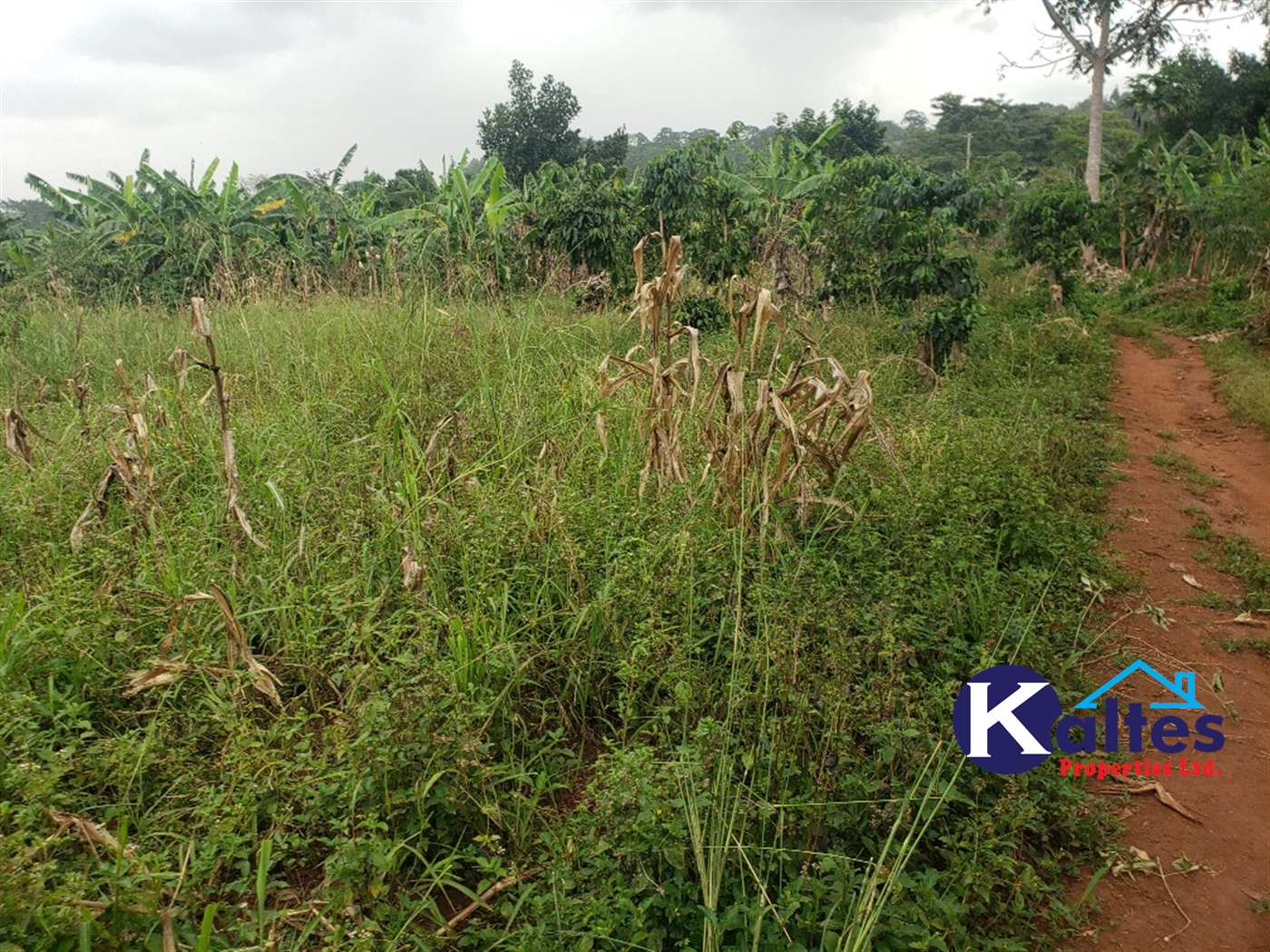 Agricultural Land for sale in Mpogo Buyikwe