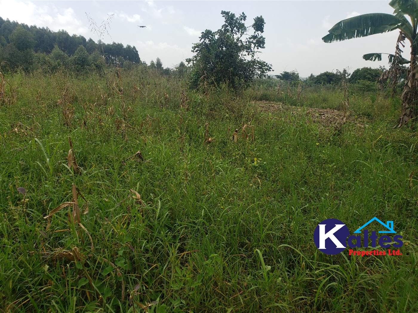 Agricultural Land for sale in Luleka Buyikwe