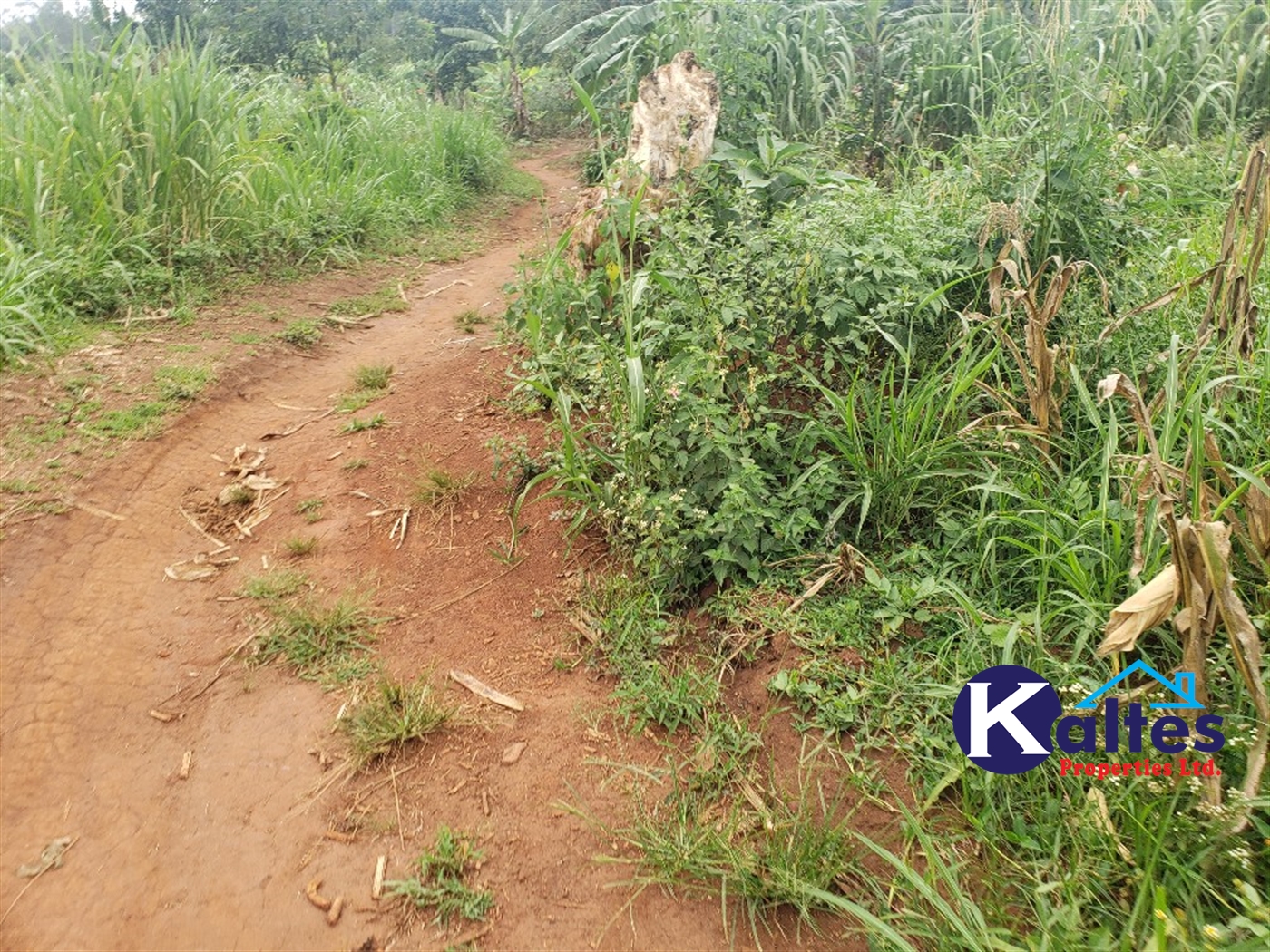 Agricultural Land for sale in Luleka Buyikwe