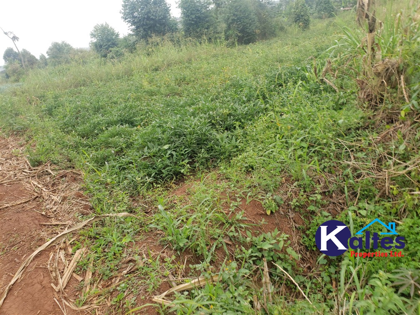 Agricultural Land for sale in Luleka Buyikwe