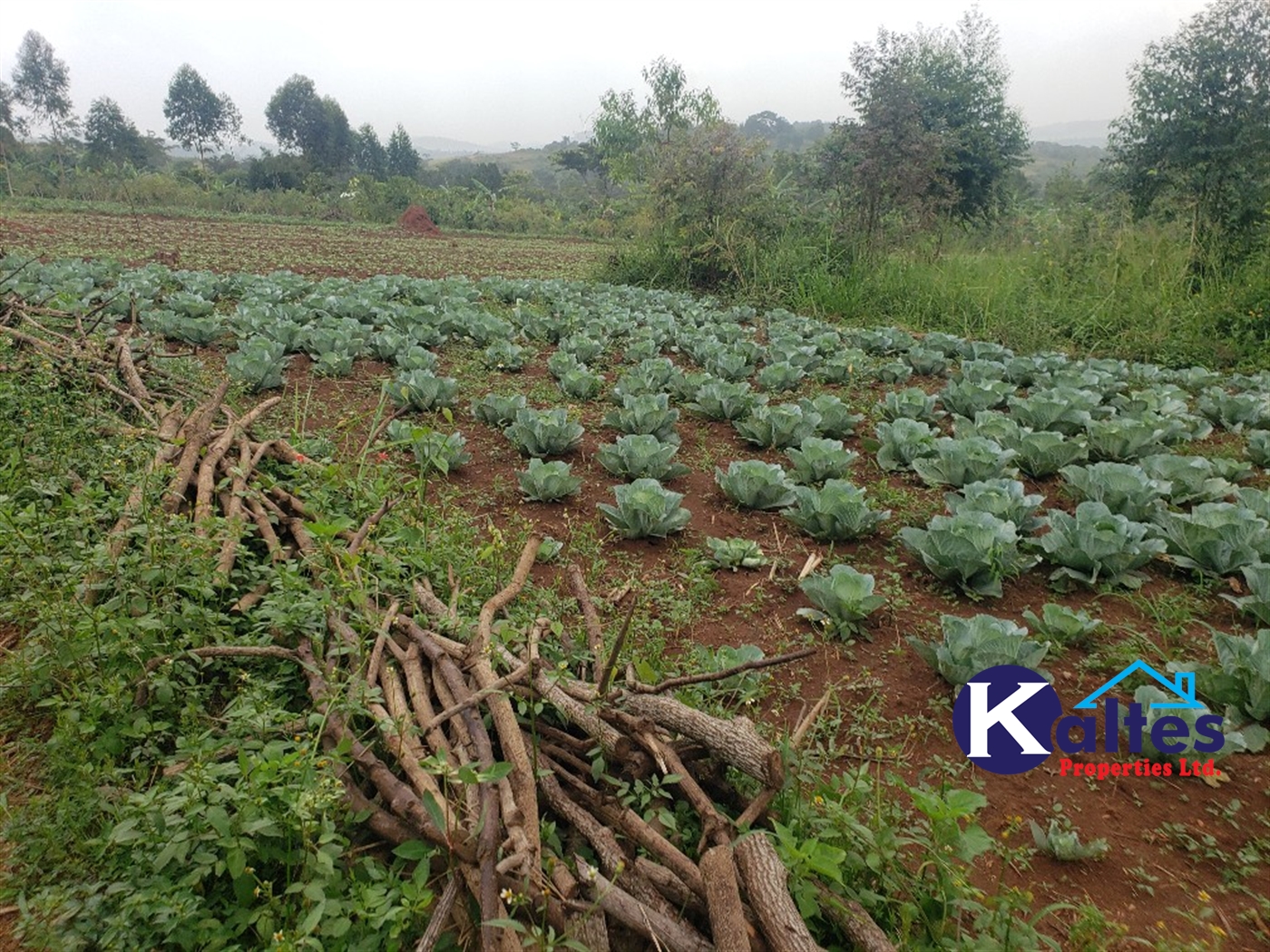 Agricultural Land for sale in Luleka Buyikwe