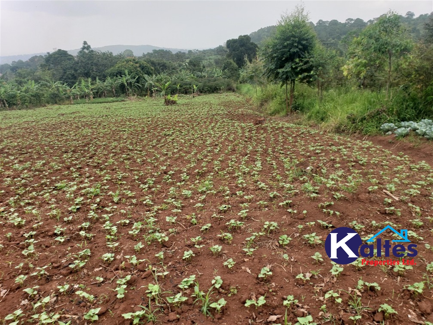 Agricultural Land for sale in Kimera Butambala