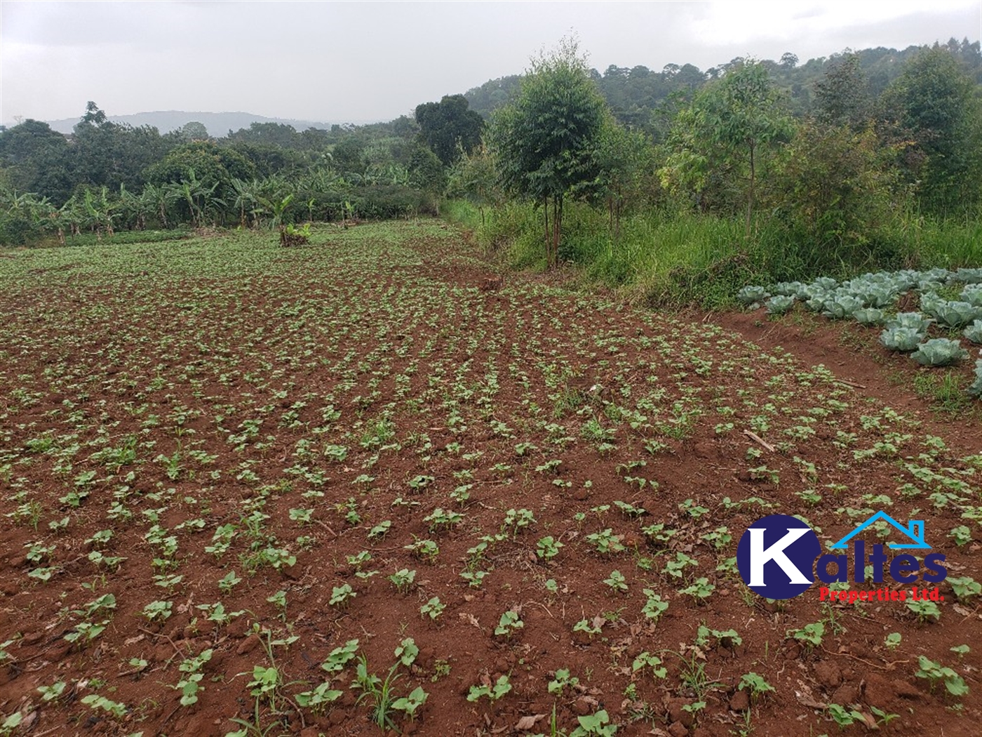 Agricultural Land for sale in Kimera Butambala