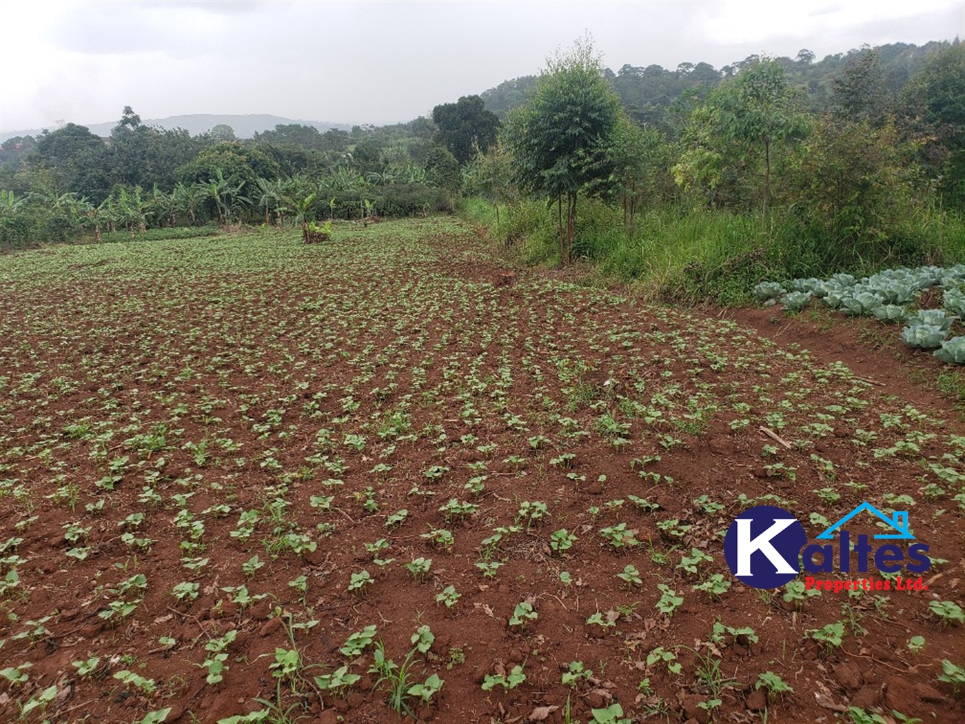 Agricultural Land for sale in Kimera Butambala