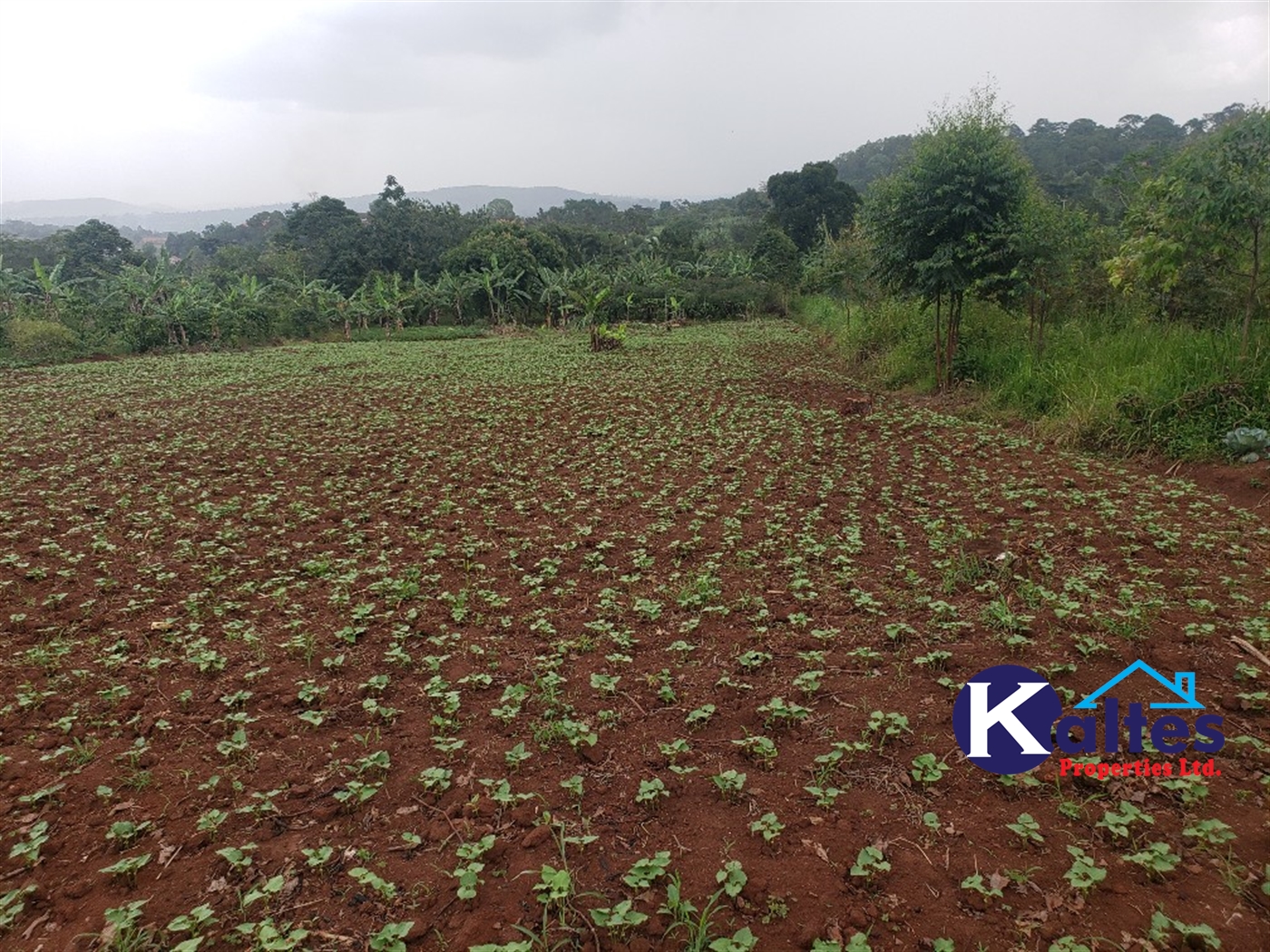 Agricultural Land for sale in Kimera Butambala