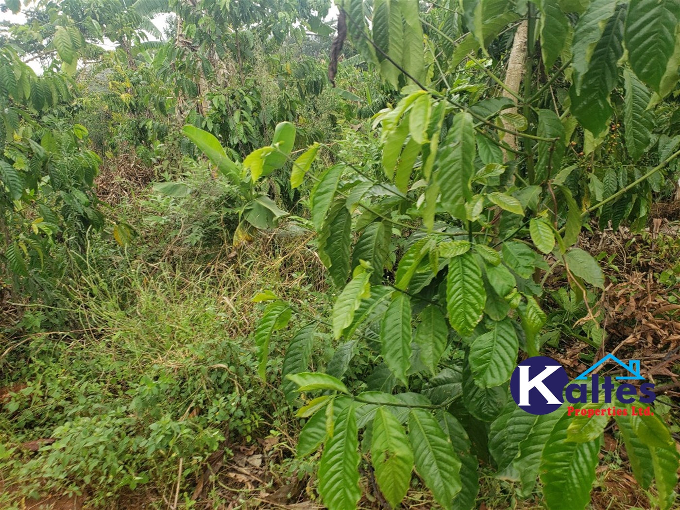 Agricultural Land for sale in Kimera Buyikwe