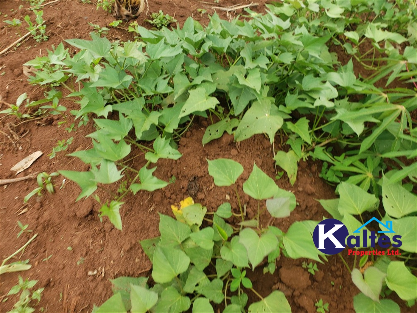 Agricultural Land for sale in Kimera Buyikwe