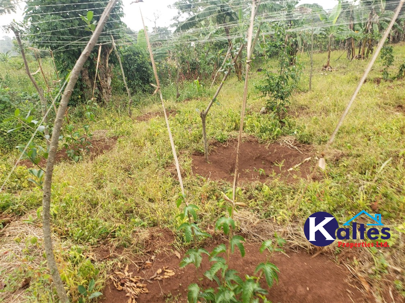 Agricultural Land for sale in Buwola Buyikwe