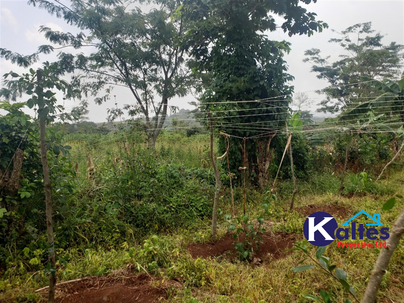 Agricultural Land for sale in Buwola Buyikwe